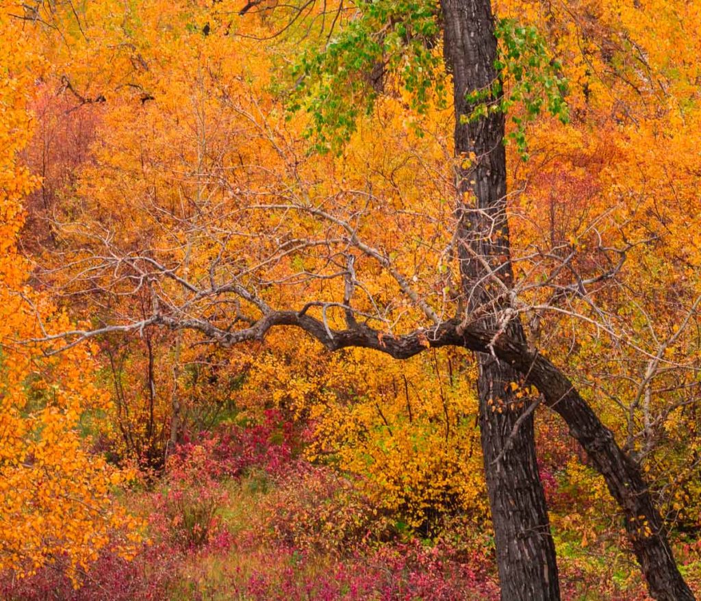 Autumn colors at st. george park calgary city