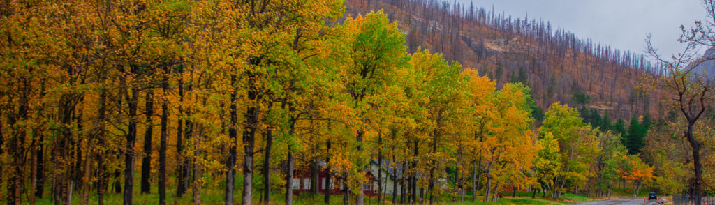 photo of autumn color leave at the town of waterton in waterton national park alberta canada