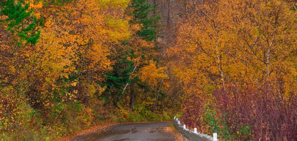 photo of autumn leaves on the way going in the prince of wales hotel in waterton national park alberta canada